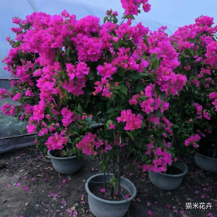 三角梅 (9).jpg