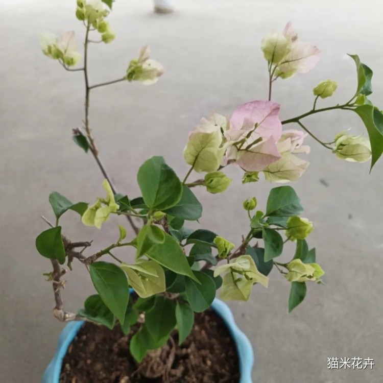 三角梅 (8).jpg