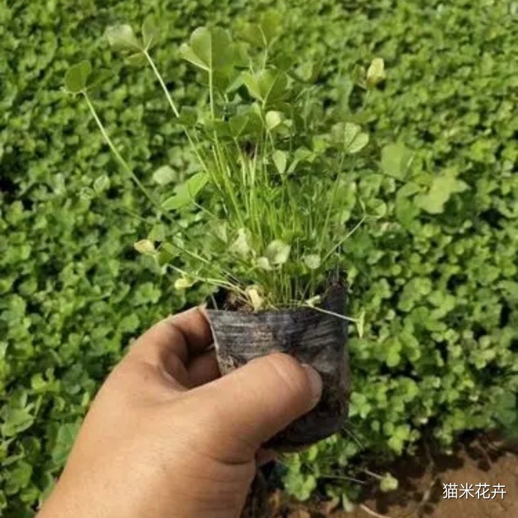 三叶草 (4).jpg