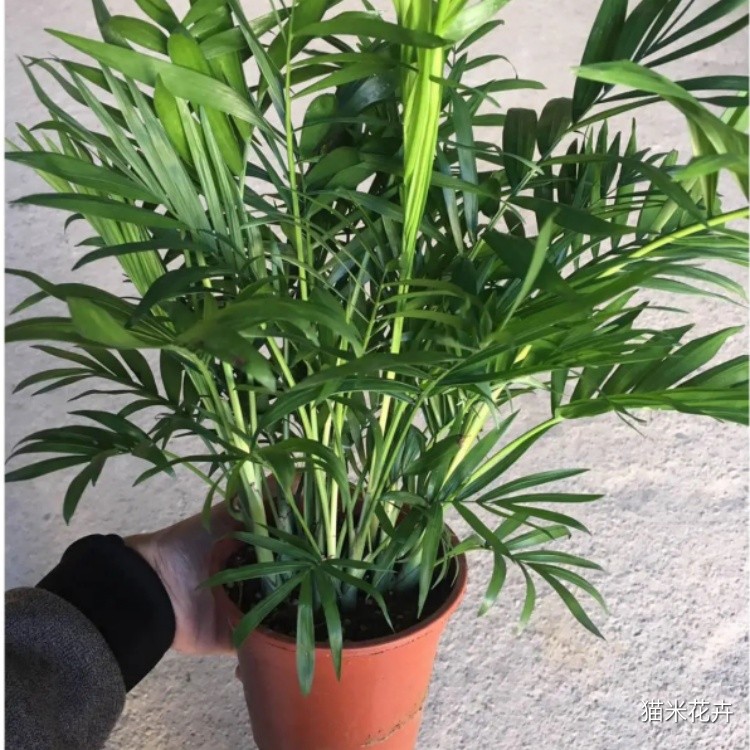 袖珍椰子