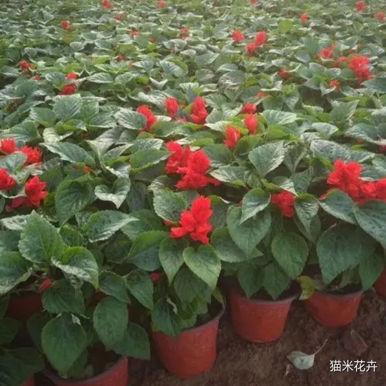 一串红 (9).jpg