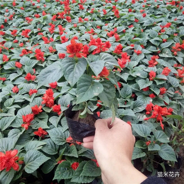一串红