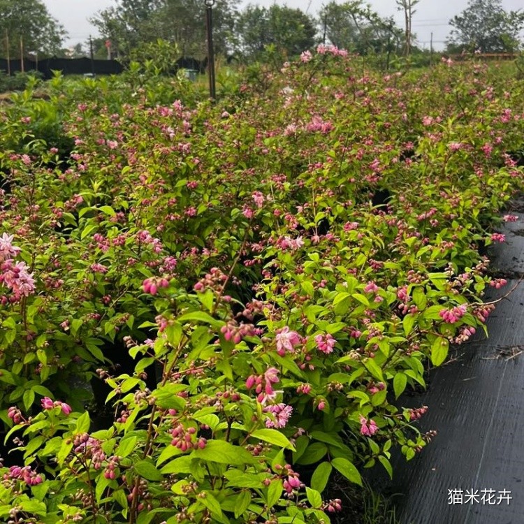 溲疏草莓田 (11).jpg
