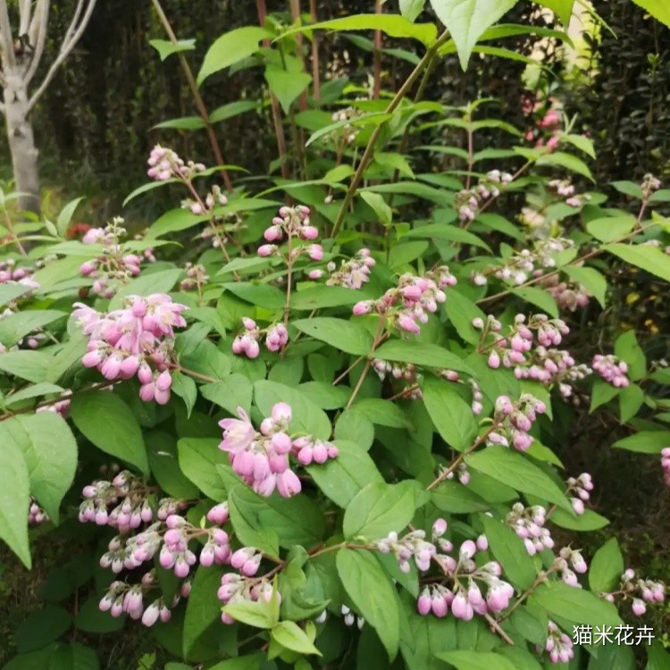溲疏草莓田 (9).jpg