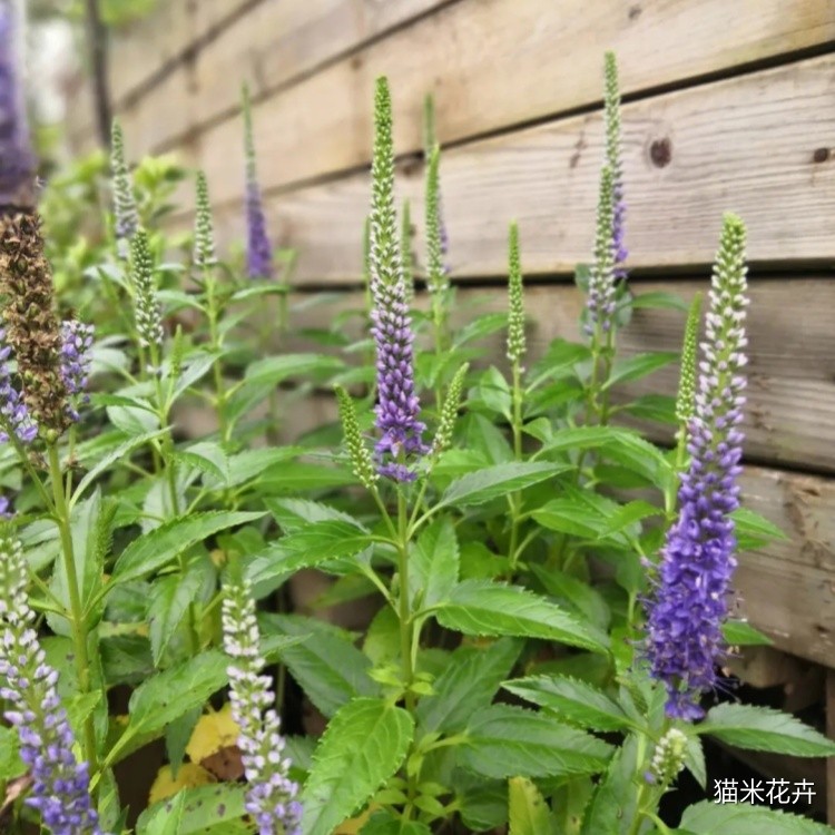 穗花婆婆纳 (1).jpg