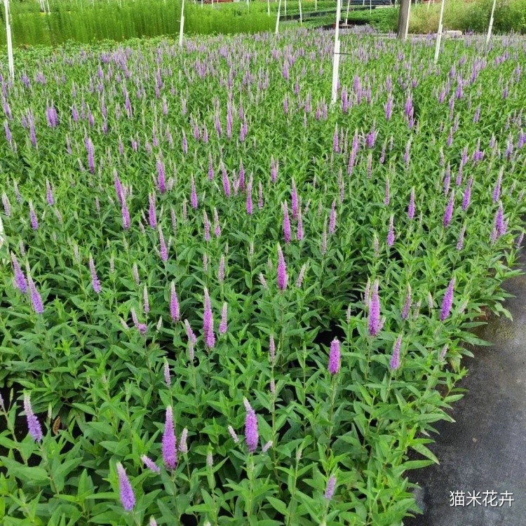 穗花婆婆纳 (2).jpg