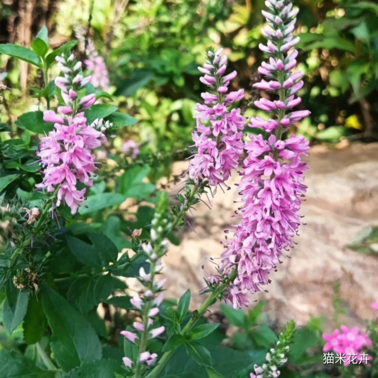 穗花婆婆纳 (3).jpg