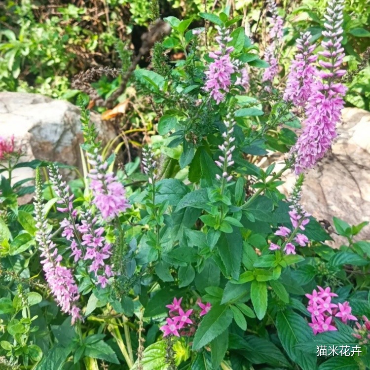 穗花婆婆纳 (4).jpg