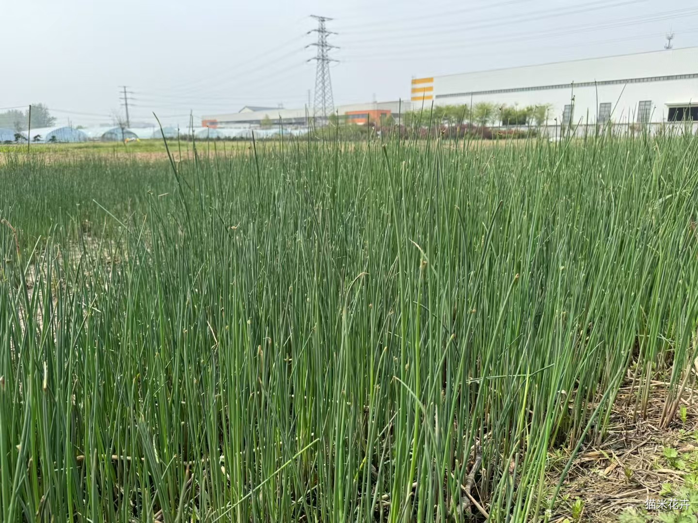 mmexport1748151354757.jpg
