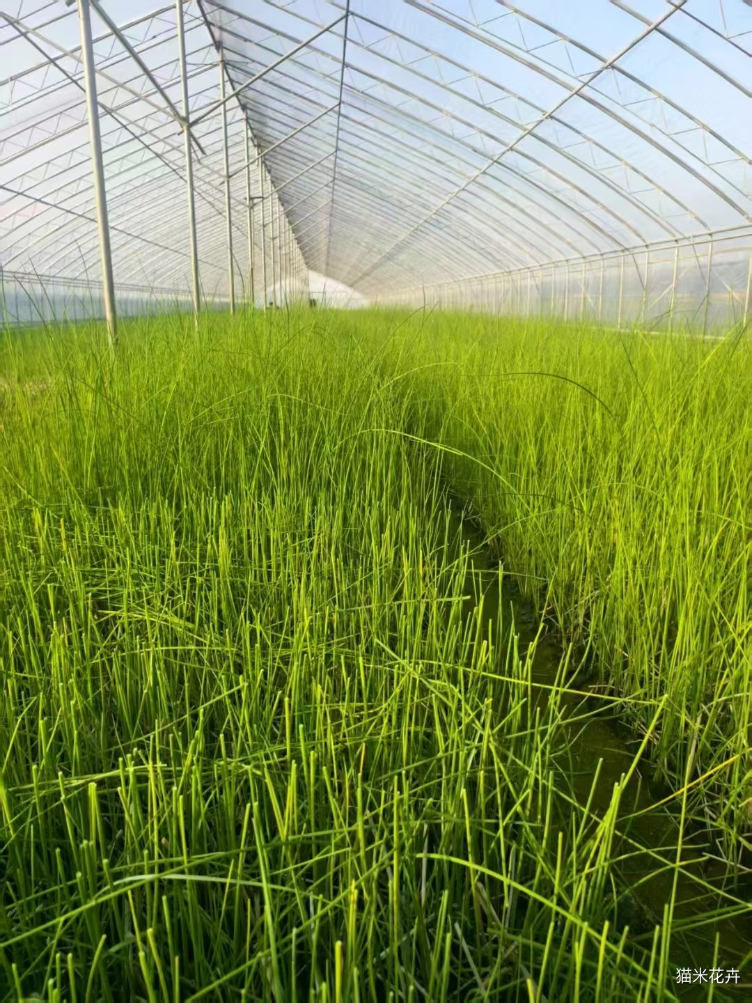 mmexport1748151344273.jpg