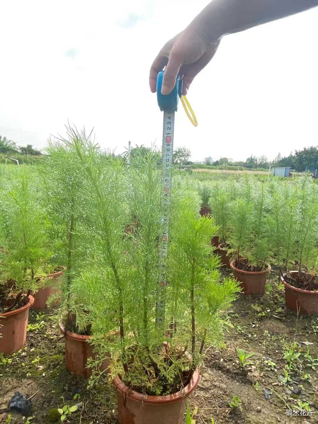 mmexport1748152965350.jpg