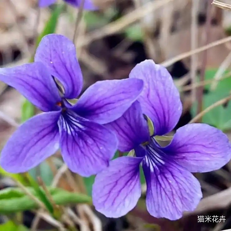 紫花地丁 (2).jpg