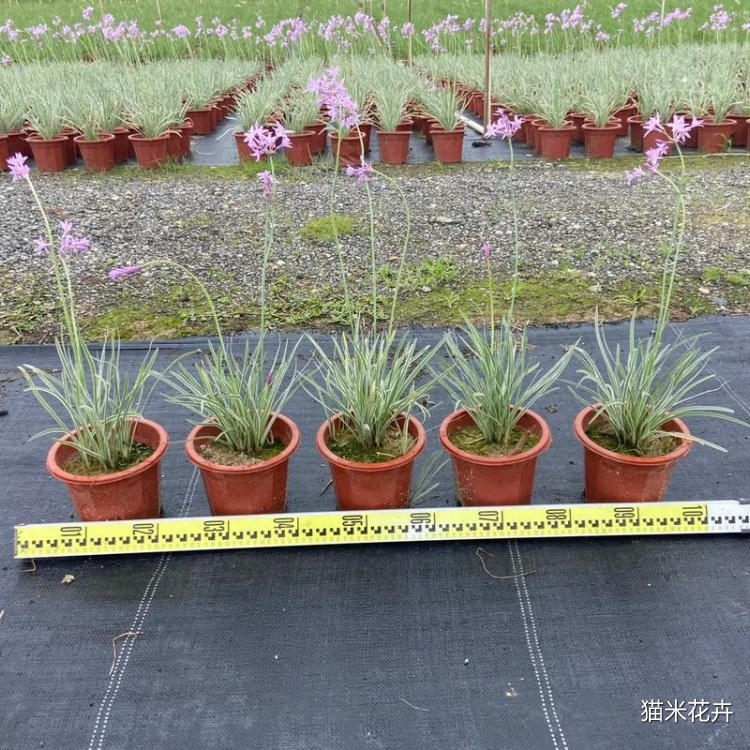 紫娇花 (1).jpg