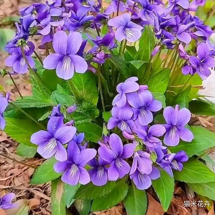 紫花地丁 (3).jpg
