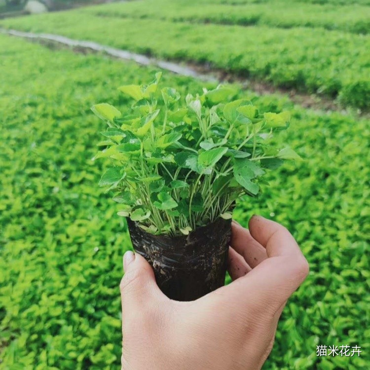 紫花地丁 (1).jpg