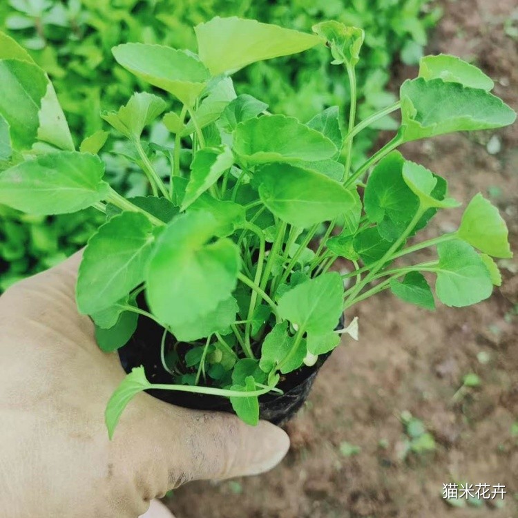 紫花地丁 (11).jpg