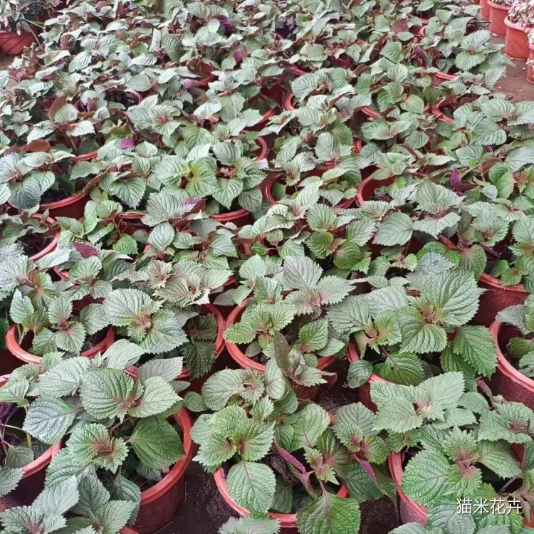 微信图片_20240308152636.jpg