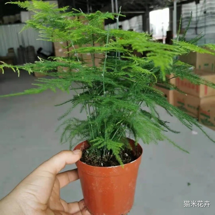 文竹 (1).jpg