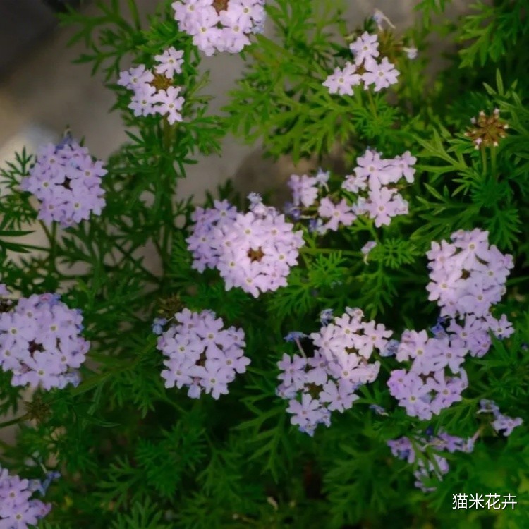 细叶美女樱 (7).jpg