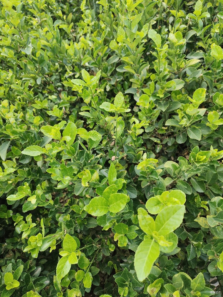 IMG20250603144121.jpg